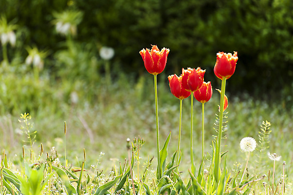 포토 JPG 주간 여러송이 사람없음 야외 아웃포커스 빨간색 봄 튤립 민들레 호수공원 국내포토 자연요소 계절 공원 꽃 컬러 다수 촬영기법 파일형식