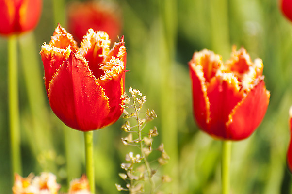 포토 JPG 주간 사람없음 야외 아웃포커스 빨간색 봄 튤립 두송이 호수공원 국내포토 자연요소 계절 공원 꽃 컬러 2 촬영기법 파일형식