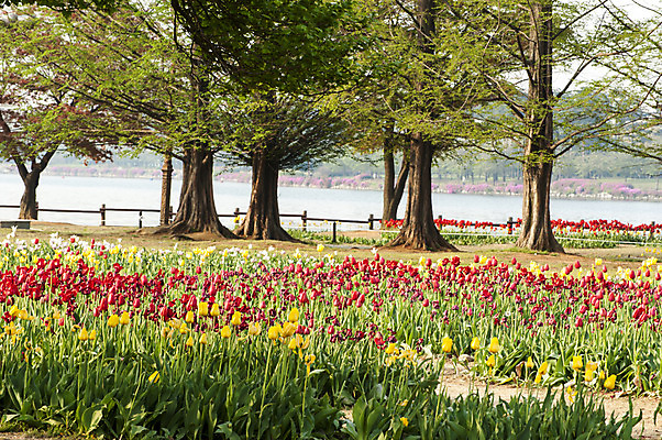 포토 JPG 주간 나무 여러송이 꽃밭 한국 풍경 사람없음 야외 봄 튤립 호수공원 국내포토 자연요소 식물 계절 공원 꽃 아시아 다수 파일형식