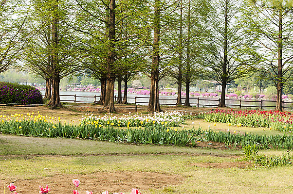 포토 JPG 주간 나무 여러송이 한국 풍경 잔디 사람없음 야외 봄 튤립 호수공원 국내포토 자연요소 식물 계절 공원 꽃 아시아 다수 파일형식