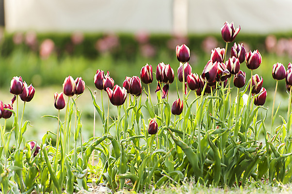 포토 JPG 주간 여러송이 사람없음 야외 빨간색 봄 튤립 호수공원 국내포토 자연요소 계절 공원 꽃 컬러 다수 파일형식
