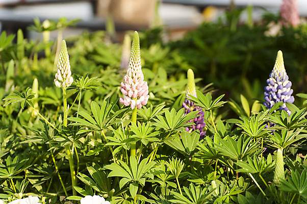 포토 JPG 주간 식물 꽃 여러송이 잎 사람없음 야외 봄 꽃봉오리 호수공원 국내포토 자연요소 계절 공원 다수 파일형식