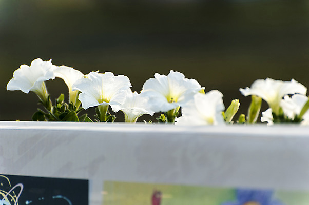 포토 JPG 주간 여러송이 사람없음 야외 봄 흰색 나팔꽃 호수공원 국내포토 자연요소 계절 공원 꽃 컬러 다수 파일형식