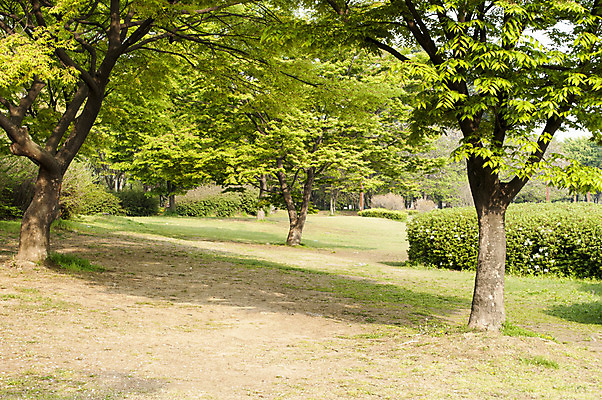 포토 JPG 주간 나무 한국 풍경 잔디 사람없음 야외 봄 호수공원 국내포토 자연요소 식물 계절 공원 아시아 파일형식