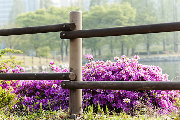 포토 JPG 주간 꽃 여러송이 사람없음 야외 울타리 봄 자주색 호수공원 국내포토 자연요소 식물 계절 공원 컬러 다수 담장 파일형식