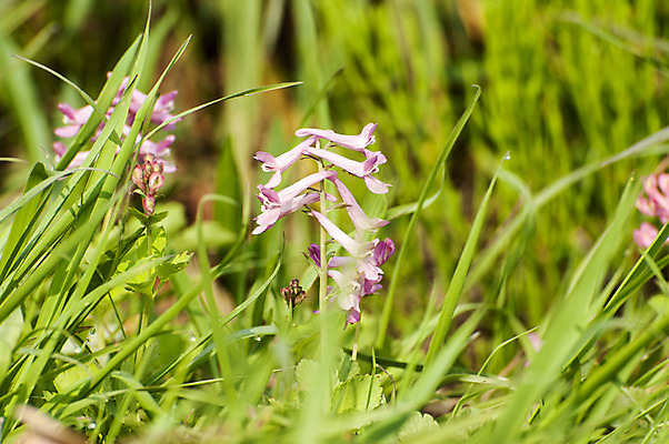 포토 JPG 주간 꽃 분홍색 여러송이 사람없음 야외 봄 풀 꽃봉오리 나팔꽃 시들음 호수공원 국내포토 자연요소 식물 계절 공원 컬러 다수 파일형식