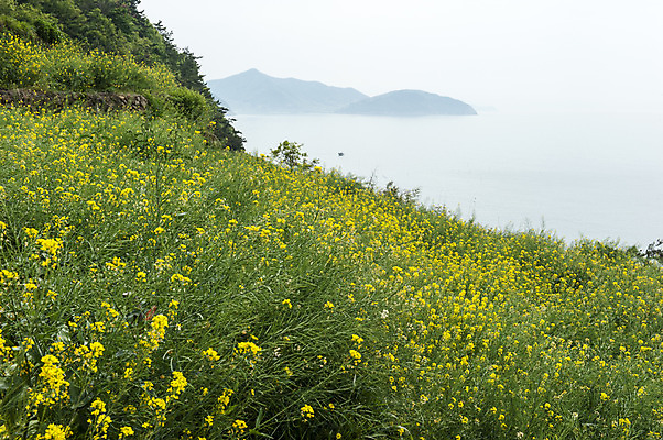포토 JPG 주간 꽃 바다 여러송이 꽃밭 한국 사람없음 야외 노란색 국내포토 자연요소 식물 아시아 컬러 다수 파일형식