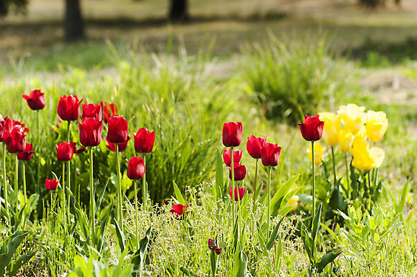 포토 JPG 주간 여러송이 사람없음 야외 빨간색 노란색 봄 튤립 풀 호수공원 국내포토 자연요소 식물 계절 공원 꽃 컬러 다수 파일형식
