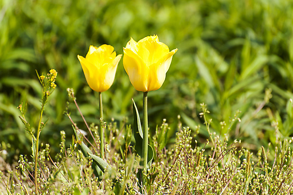 포토 JPG 주간 사람없음 야외 노란색 봄 튤립 두송이 호수공원 국내포토 자연요소 계절 공원 꽃 컬러 2 파일형식