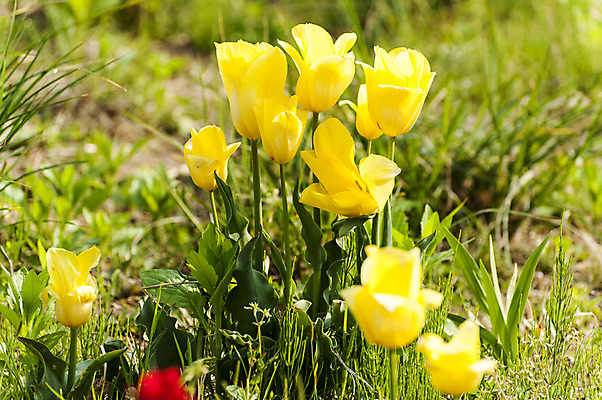 포토 JPG 주간 여러송이 사람없음 야외 노란색 봄 튤립 호수공원 국내포토 자연요소 계절 공원 꽃 컬러 다수 파일형식