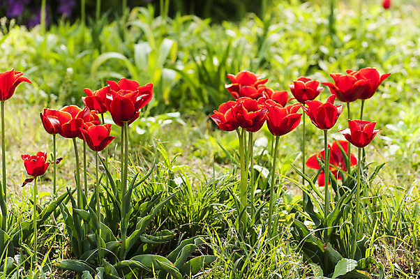 포토 JPG 주간 여러송이 사람없음 야외 빨간색 봄 튤립 호수공원 국내포토 자연요소 계절 공원 꽃 컬러 다수 파일형식