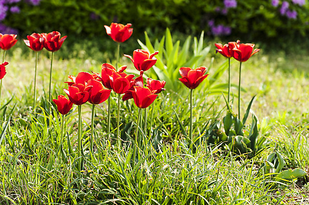 포토 JPG 주간 여러송이 사람없음 야외 빨간색 봄 튤립 호수공원 국내포토 자연요소 계절 공원 꽃 컬러 다수 파일형식