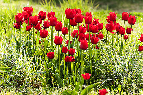 포토 JPG 주간 여러송이 사람없음 야외 빨간색 봄 튤립 호수공원 국내포토 자연요소 계절 공원 꽃 컬러 다수 파일형식