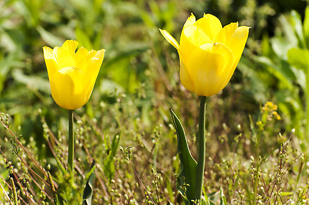 포토 JPG 주간 사람없음 야외 노란색 봄 튤립 두송이 호수공원 국내포토 자연요소 계절 공원 꽃 컬러 2 파일형식
