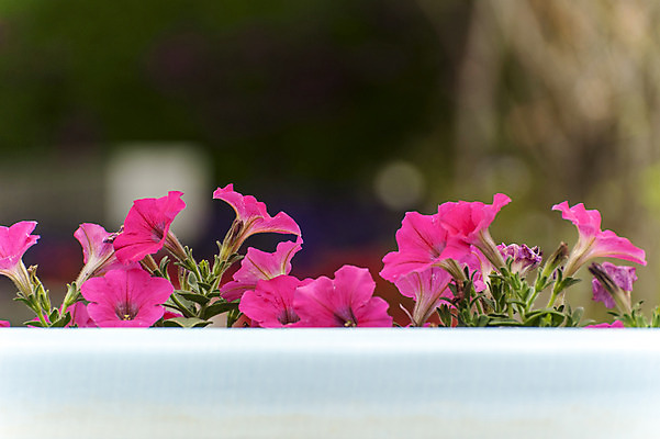 포토 JPG 주간 분홍색 여러송이 사람없음 야외 아웃포커스 봄 나팔꽃 호수공원 국내포토 자연요소 계절 공원 꽃 컬러 다수 촬영기법 파일형식