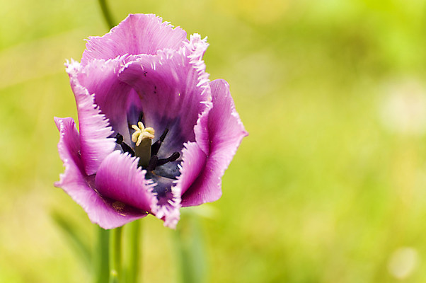 포토 JPG 주간 꽃 한송이 사람없음 야외 아웃포커스 봄 자주색 호수공원 국내포토 자연요소 식물 1 계절 공원 컬러 촬영기법 송이 파일형식