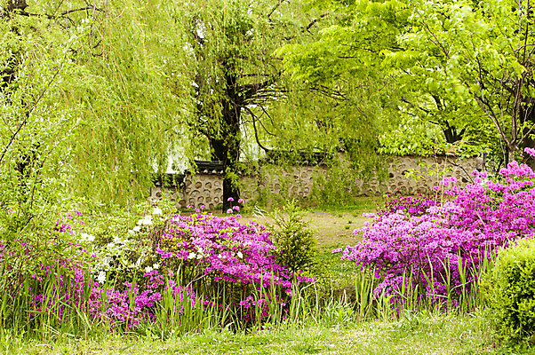 포토 JPG 주간 나무 꽃 분홍색 풍경 사람없음 야외 봄 풀 호수공원 국내포토 자연요소 식물 계절 공원 컬러 파일형식
