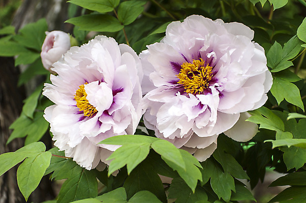 포토 JPG 주간 꽃 잎 사람없음 야외 보라색 흰색 두송이 국내포토 자연요소 식물 컬러 2 파일형식