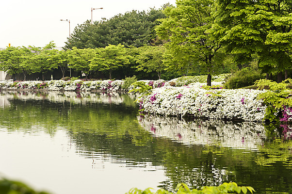 포토 JPG 주간 나무 꽃 호수 한국 풍경 사람없음 야외 반사 봄 호수공원 국내포토 자연요소 식물 계절 공원 아시아 파일형식