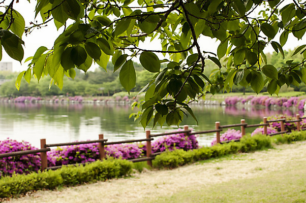 포토 JPG 주간 호수 나뭇잎 한국 잔디 사람없음 야외 아웃포커스 울타리 봄 나뭇가지 호수공원 국내포토 자연요소 나무 식물 계절 공원 아시아 잎 촬영기법 담장 파일형식