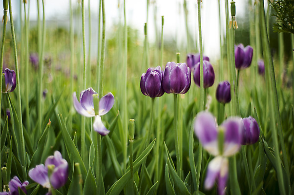 포토 JPG 주간 여러송이 사람없음 야외 보라색 봄 튤립 풀 호수공원 국내포토 자연요소 식물 계절 공원 꽃 컬러 다수 파일형식