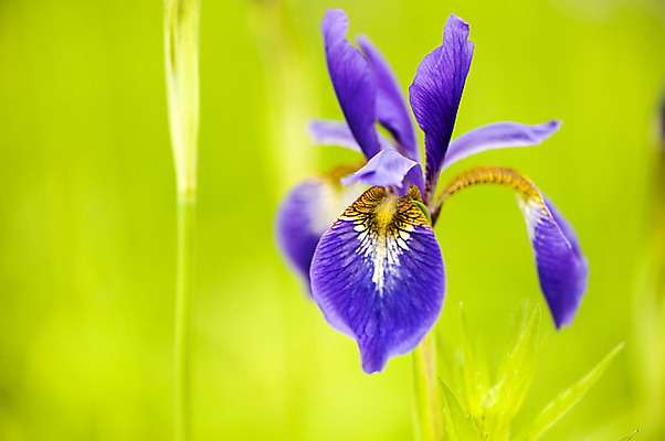 포토 JPG 주간 한송이 사람없음 야외 아웃포커스 보라색 봄 붓꽃 호수공원 국내포토 자연요소 1 계절 공원 꽃 컬러 촬영기법 송이 파일형식
