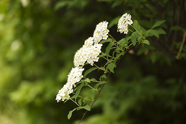 포토 JPG 주간 꽃 여러송이 사람없음 야외 아웃포커스 봄 흰색 나뭇가지 배꽃 호수공원 국내포토 자연요소 나무 식물 계절 공원 컬러 다수 촬영기법 파일형식