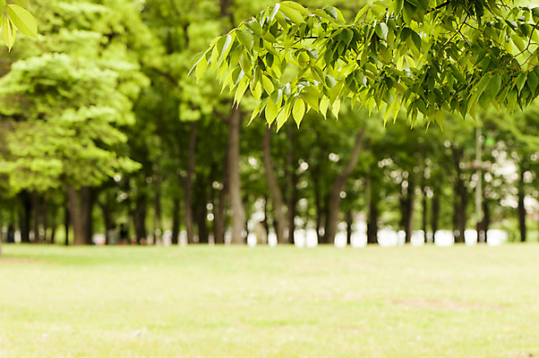 포토 JPG 주간 나뭇잎 잔디 사람없음 야외 아웃포커스 봄 나뭇가지 호수공원 국내포토 자연요소 나무 식물 계절 공원 잎 촬영기법 파일형식