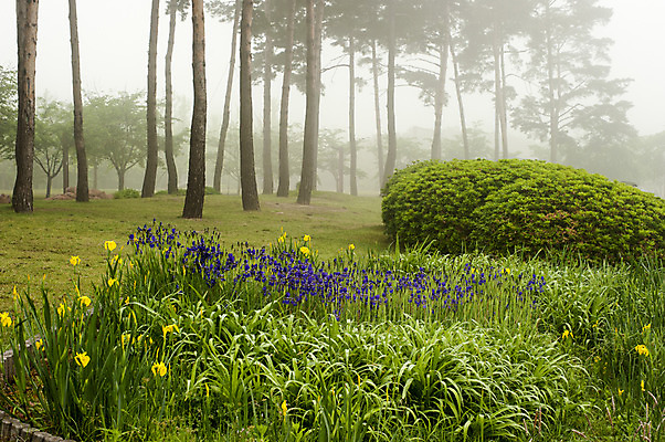 포토 JPG 주간 나무 여러송이 한국 풍경 사람없음 야외 봄 풀 붓꽃 호수공원 국내포토 자연요소 식물 계절 공원 꽃 아시아 다수 파일형식