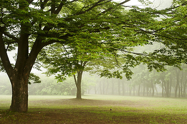 포토 JPG 주간 나무 한국 풍경 잔디 사람없음 야외 봄 안개 호수공원 국내포토 자연요소 식물 계절 공원 아시아 날씨 파일형식