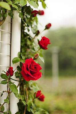 포토 JPG 주간 사람없음 야외 아웃포커스 빨간색 장미 봄 호수공원 국내포토 자연요소 계절 공원 꽃 컬러 촬영기법 파일형식