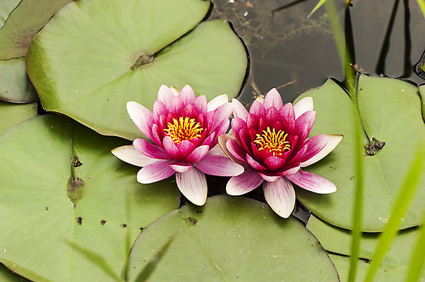 포토 JPG 주간 호수 분홍색 연꽃 사람없음 야외 봄 연못 두송이 연잎 호수공원 국내포토 자연요소 계절 공원 꽃 컬러 잎 2 파일형식
