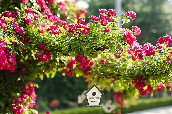 포토 JPG 주간 꽃 여러송이 사람없음 야외 아웃포커스 빨간색 봄 나뭇가지 둥지 호수공원 국내포토 자연요소 나무 식물 계절 공원 컬러 다수 촬영기법 파일형식