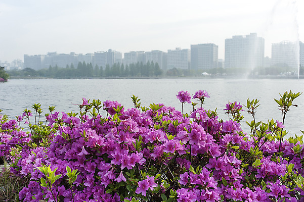 포토 JPG 주간 호수 여러송이 풍경 사람없음 야외 건물 봄 자주색 철쭉 국내포토 자연요소 건축물 계절 꽃 컬러 다수 파일형식