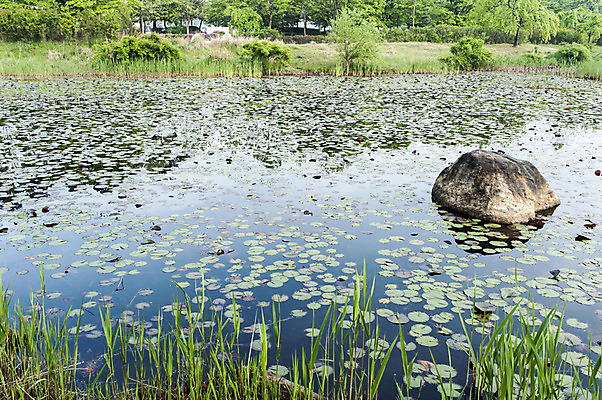 포토 JPG 주간 호수 한국 풍경 사람없음 야외 봄 바위 연못 풀 연잎 국내포토 자연요소 식물 계절 아시아 잎 돌_바위 파일형식