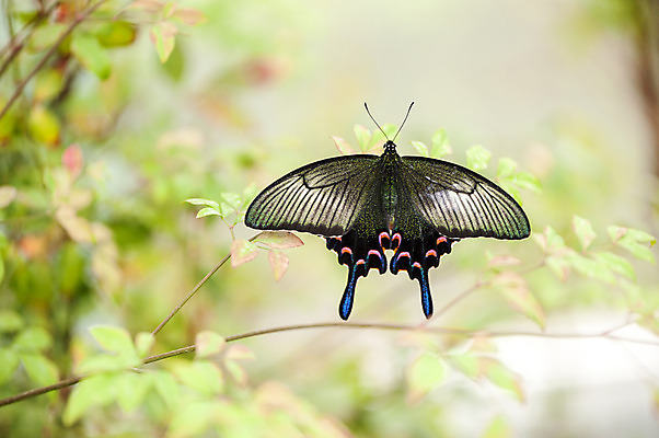 포토 JPG 주간 한마리 나비 사람없음 야외 아웃포커스 검은색 봄 국내포토 자연요소 1 계절 컬러 곤충 촬영기법 파일형식
