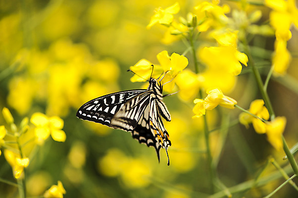 포토 JPG 주간 한마리 꽃 나비 사람없음 야외 아웃포커스 노란색 봄 국내포토 자연요소 식물 1 계절 컬러 곤충 촬영기법 파일형식