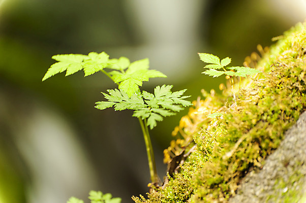 포토 JPG 주간 식물 잎 이끼 사람없음 야외 아웃포커스 만항재 국내포토 자연요소 촬영기법 강원도 정선 파일형식