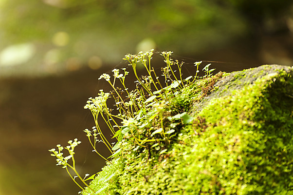 포토 JPG 주간 식물 이끼 사람없음 야외 아웃포커스 만항재 국내포토 자연요소 촬영기법 강원도 정선 파일형식