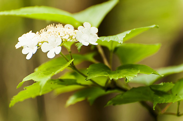 포토 JPG 주간 식물 꽃 여러송이 잎 사람없음 야외 아웃포커스 흰색 만항재 국내포토 자연요소 컬러 다수 촬영기법 강원도 정선 파일형식