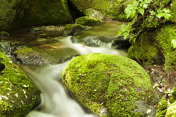 포토 JPG 주간 이끼 사람없음 야외 강 바위 급류 만항재 국내포토 자연요소 돌_바위 강원도 정선 파일형식
