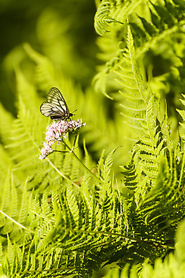 포토 JPG 주간 식물 한마리 꽃 나비 잎 사람없음 야외 만항재 국내포토 자연요소 1 곤충 강원도 정선 파일형식