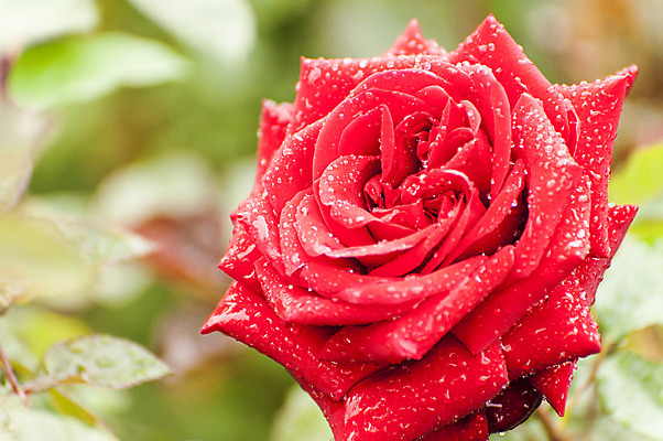 포토 JPG 주간 한송이 사람없음 야외 아웃포커스 빨간색 장미 물방울 이슬 국내포토 자연요소 1 꽃 컬러 촬영기법 송이 파일형식