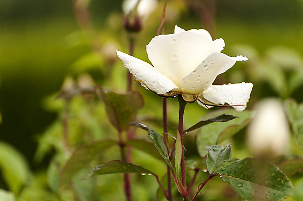 포토 JPG 주간 한송이 사람없음 야외 아웃포커스 장미 흰색 국내포토 자연요소 1 꽃 컬러 촬영기법 송이 파일형식