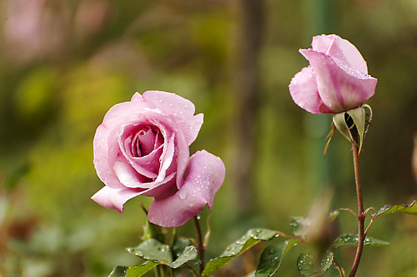 포토 JPG 주간 분홍색 사람없음 야외 아웃포커스 장미 두송이 국내포토 자연요소 꽃 컬러 2 촬영기법 파일형식