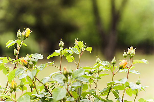 포토 JPG 주간 식물 잎 사람없음 야외 아웃포커스 꽃봉오리 국내포토 자연요소 꽃 촬영기법 파일형식