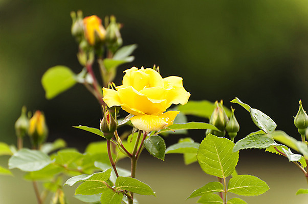 포토 JPG 주간 한송이 사람없음 야외 아웃포커스 장미 노란색 국내포토 자연요소 1 꽃 컬러 촬영기법 송이 파일형식