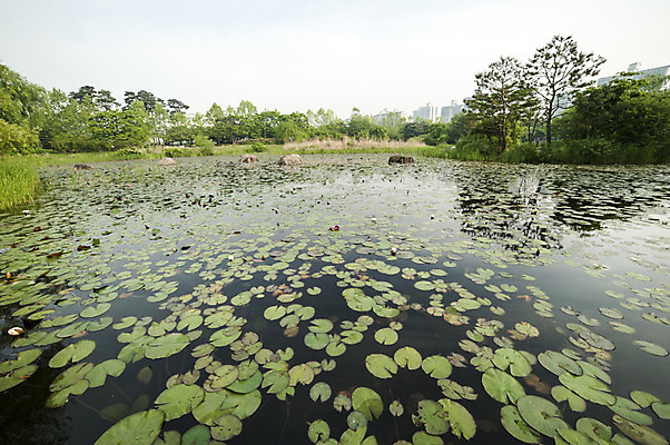 포토 JPG 주간 공원 호수 한국 풍경 사람없음 야외 봄 연잎 호수공원 국내포토 자연요소 계절 공공시설 아시아 잎 파일형식