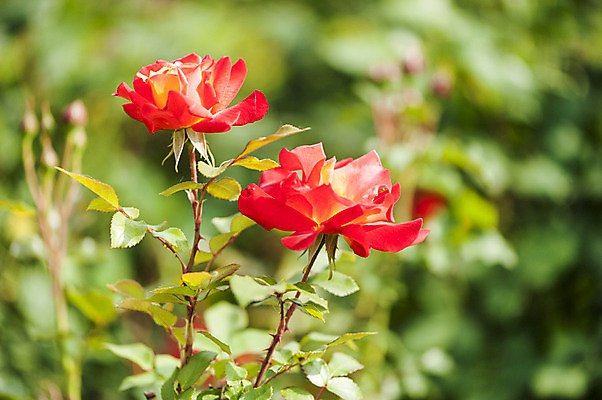 포토 JPG 주간 꽃 사람없음 야외 아웃포커스 빨간색 봄 두송이 호수공원 국내포토 자연요소 식물 계절 공원 컬러 2 촬영기법 파일형식