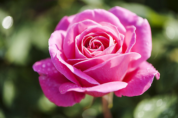 포토 JPG 주간 분홍색 한송이 사람없음 야외 아웃포커스 장미 물방울 이슬 국내포토 자연요소 1 꽃 컬러 촬영기법 송이 파일형식